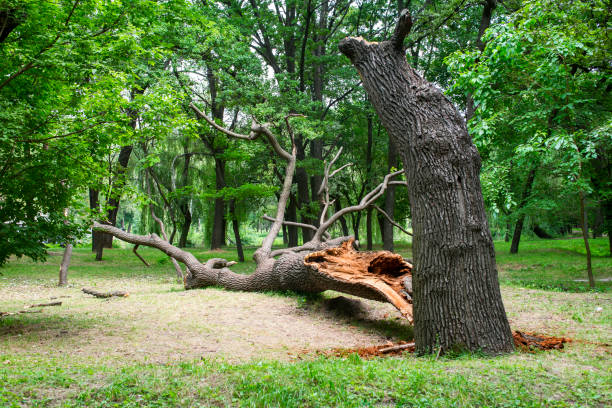 Best Fruit Tree Pruning  in Jamaica Beach, TX