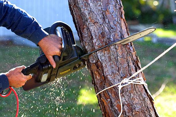 Best Stump Grinding and Removal  in Jamaica Beach, TX